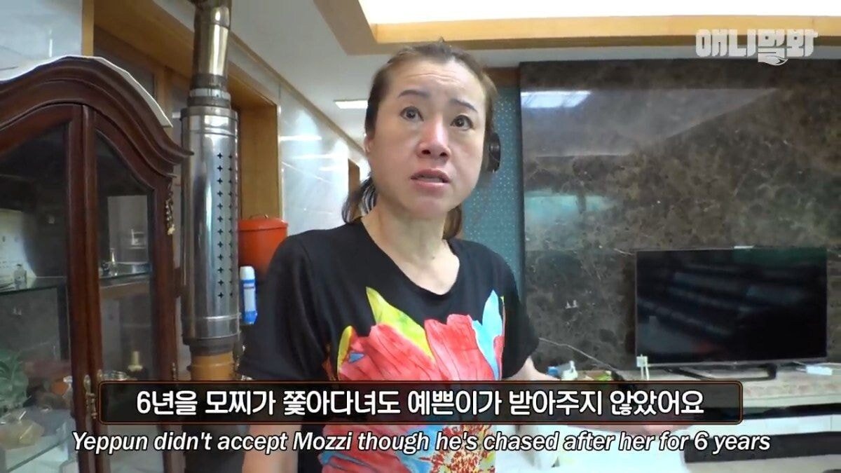 희귀 견종 말스키