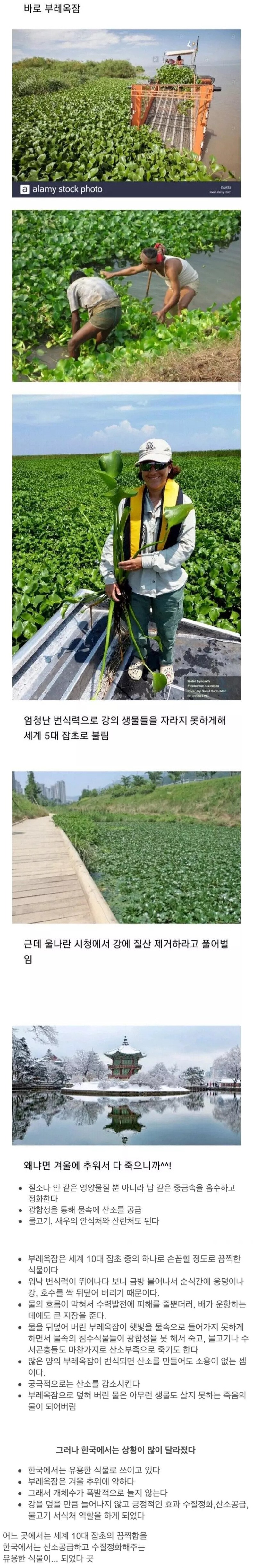 전 세계에서 악마의 잡초로 불리는 식물