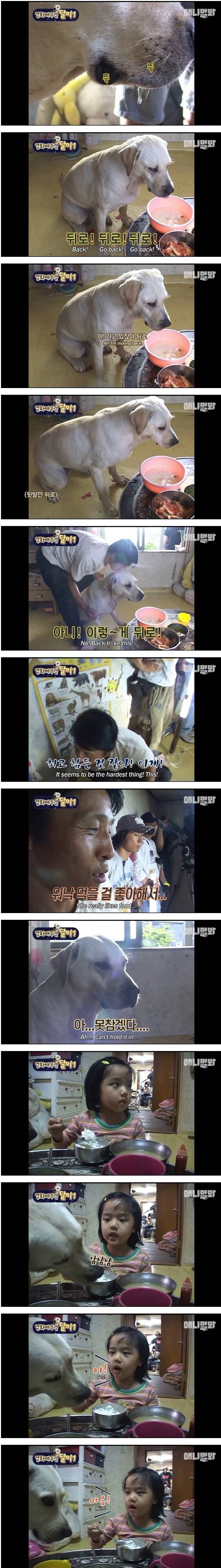영화배우견 달이