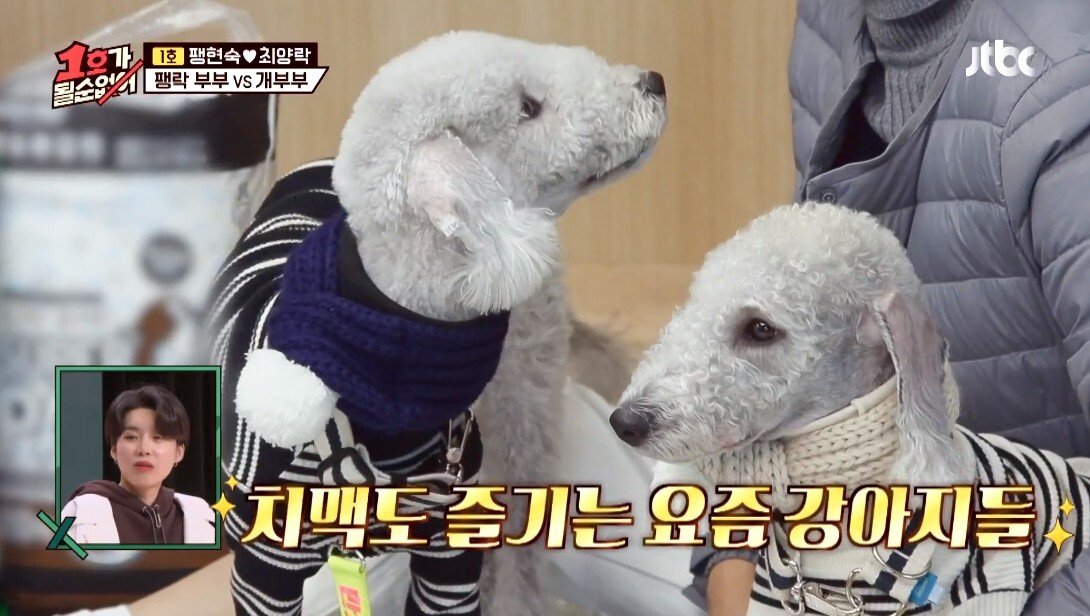 개라면 질색하던 최양락