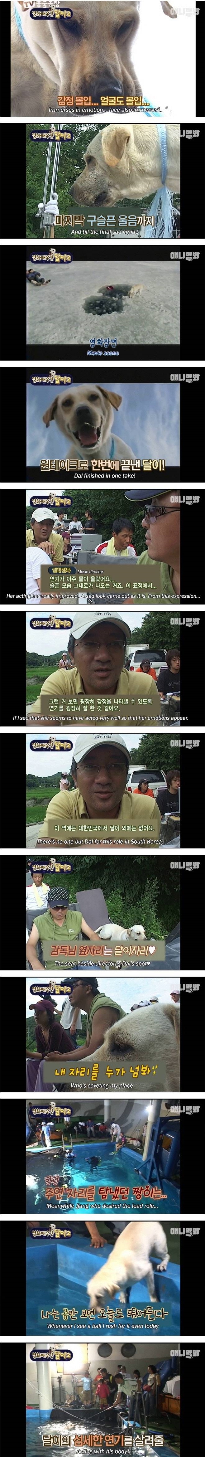 영화배우견 달이