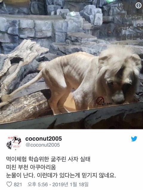 부천 아쿠아리움 사자 상태