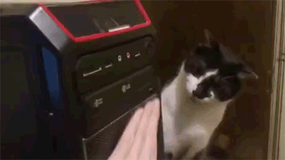 충격 받은 고양이