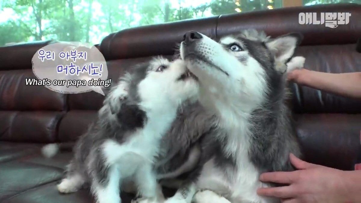 희귀 견종 말스키