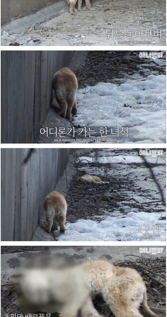 주인을 기다리는 농수로 개들