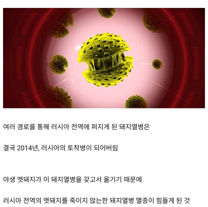 돼지열병이 한국으로 들어온 경로