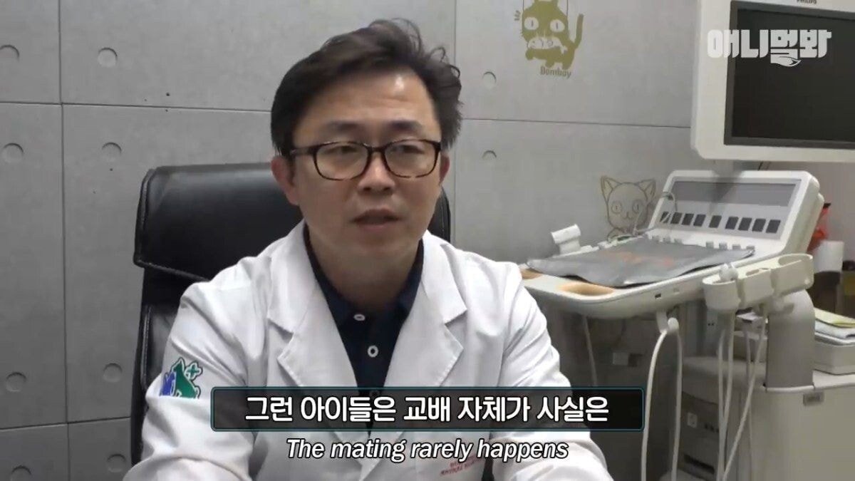 희귀 견종 말스키