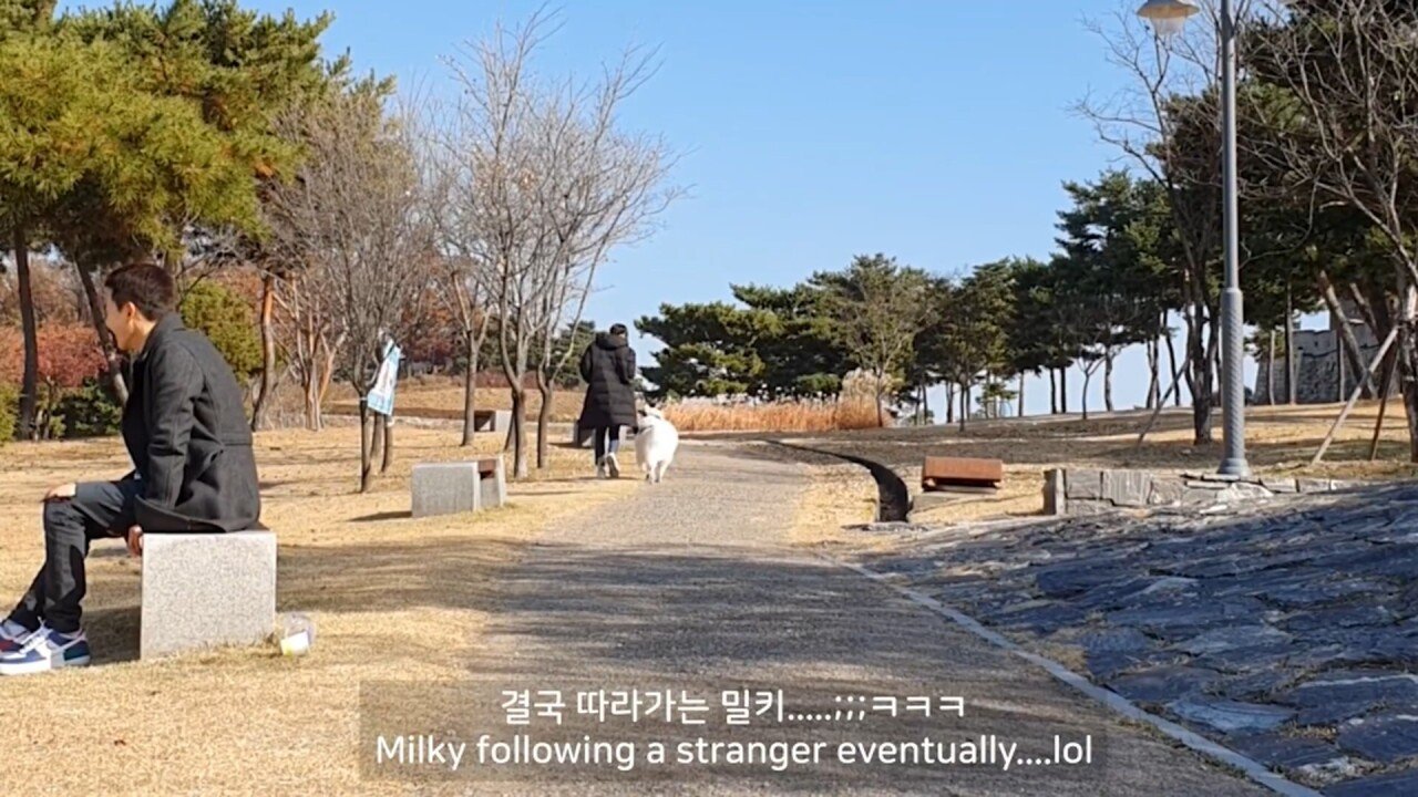 개에 관한 실험