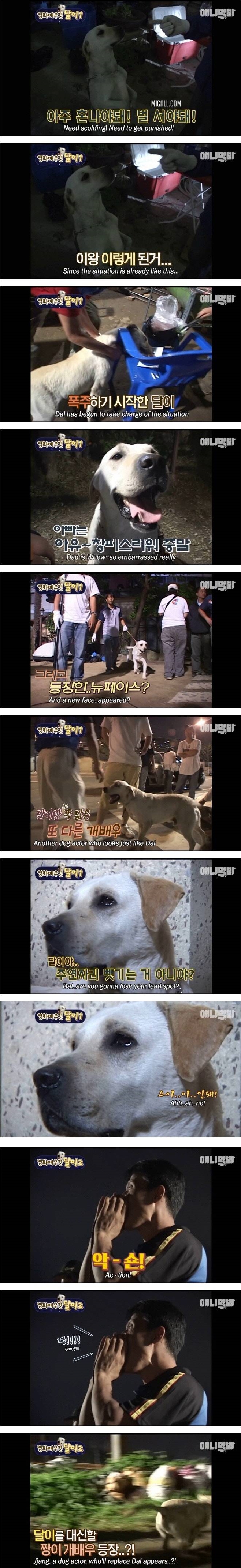 영화배우견 달이