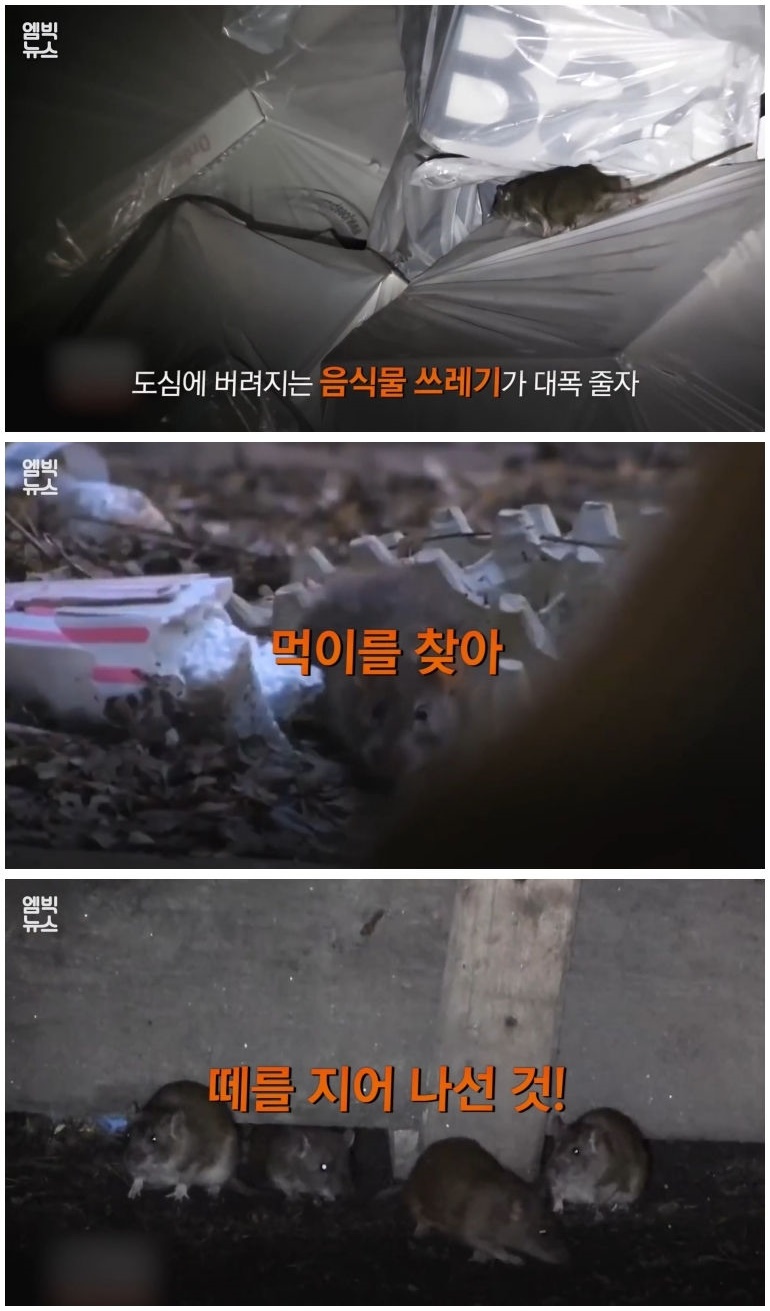 세계 곳곳 주요 도시에 창궐 중