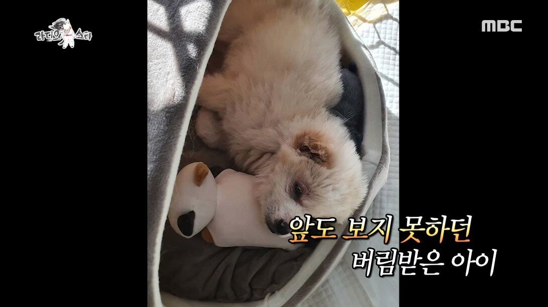 안락사 이틀 남긴 유기견을 입양
