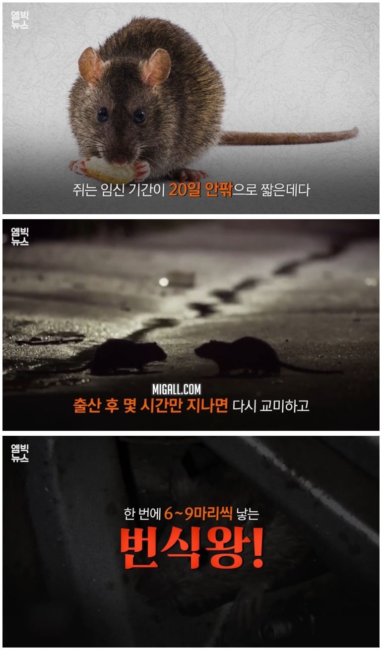 세계 곳곳 주요 도시에 창궐 중