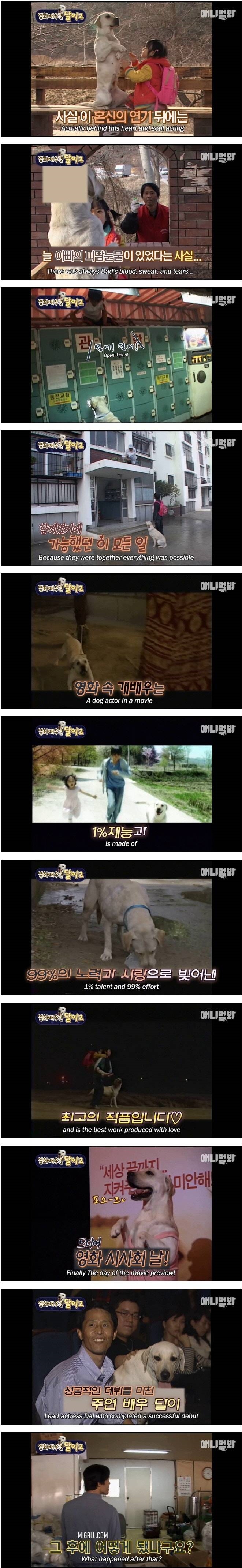 영화배우견 달이