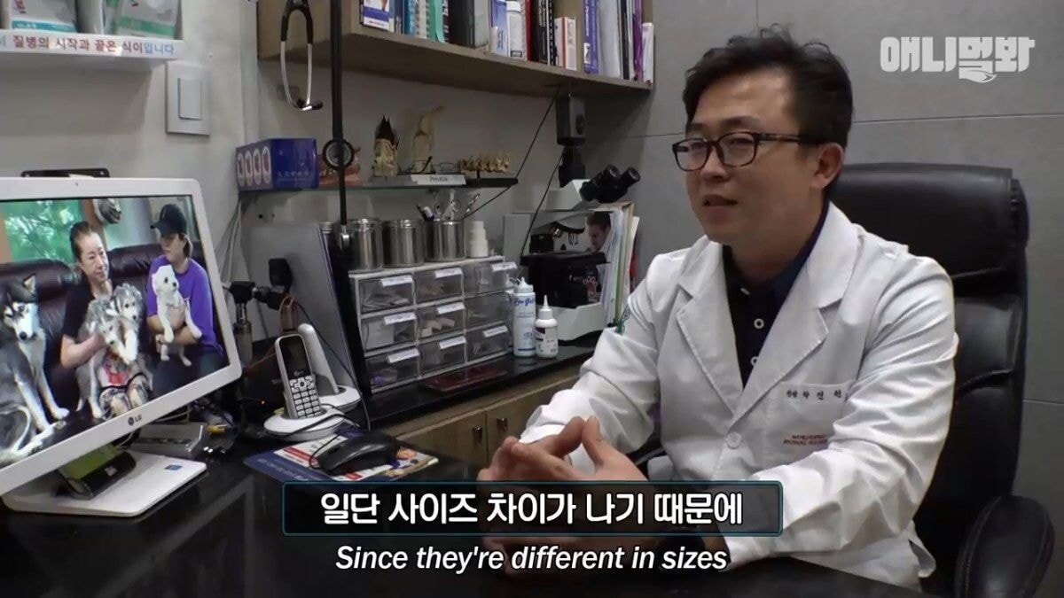 희귀 견종 말스키