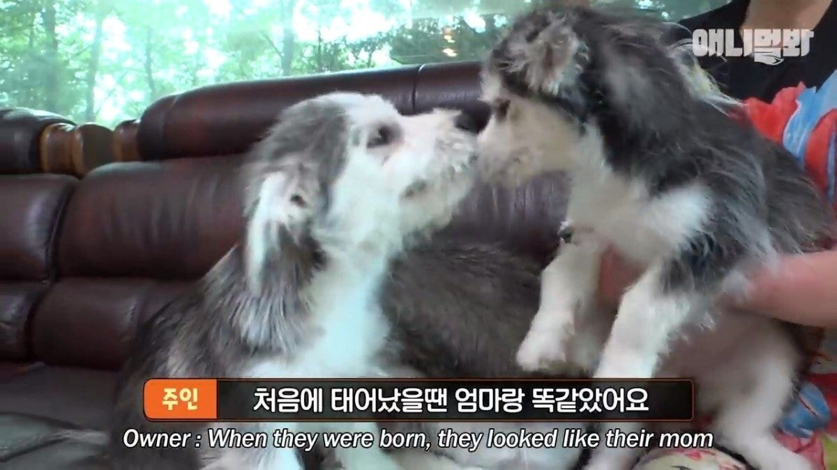 희귀 견종 말스키