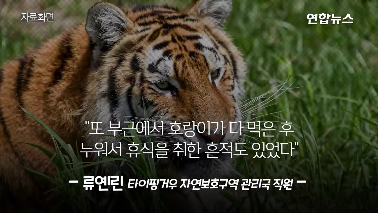 곰 잡아먹는 백두산 호랑이 출몰