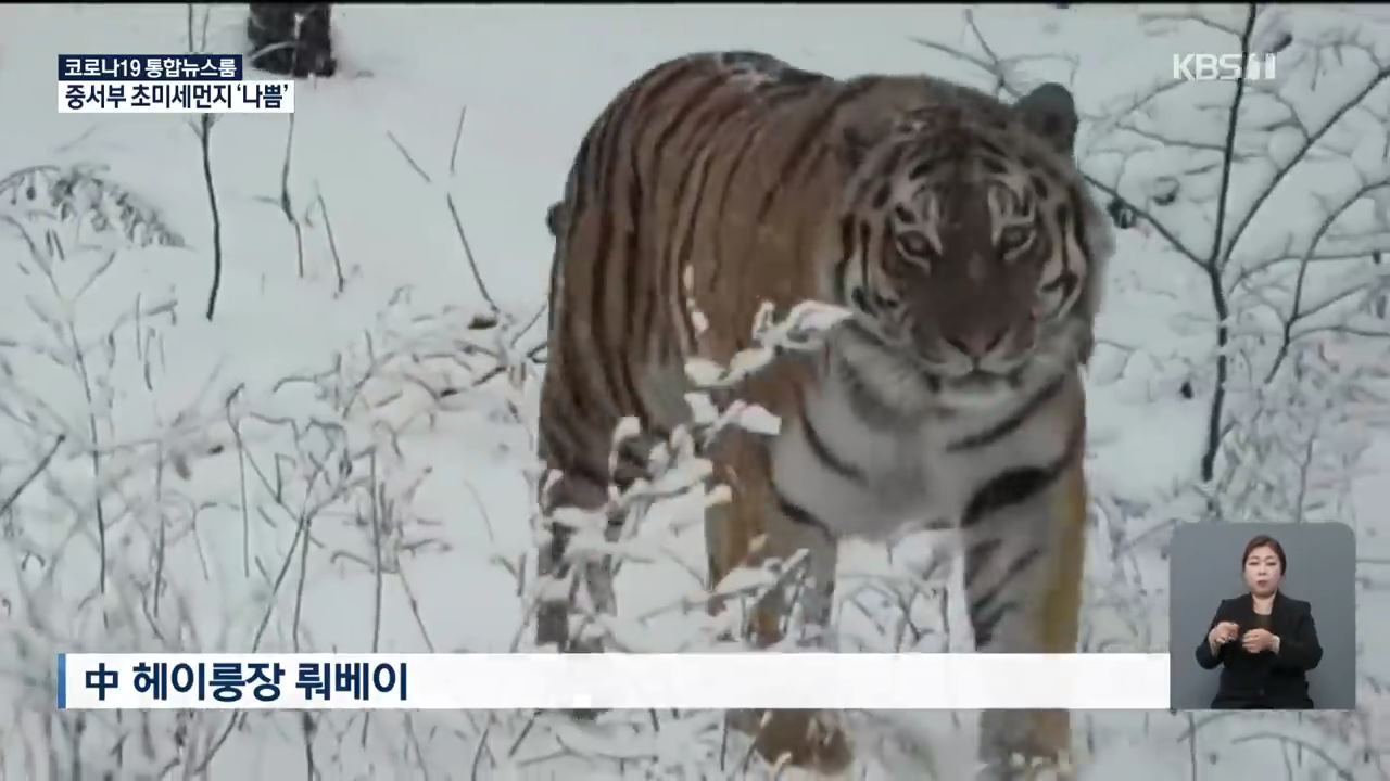 곰 잡아먹는 백두산 호랑이 출몰