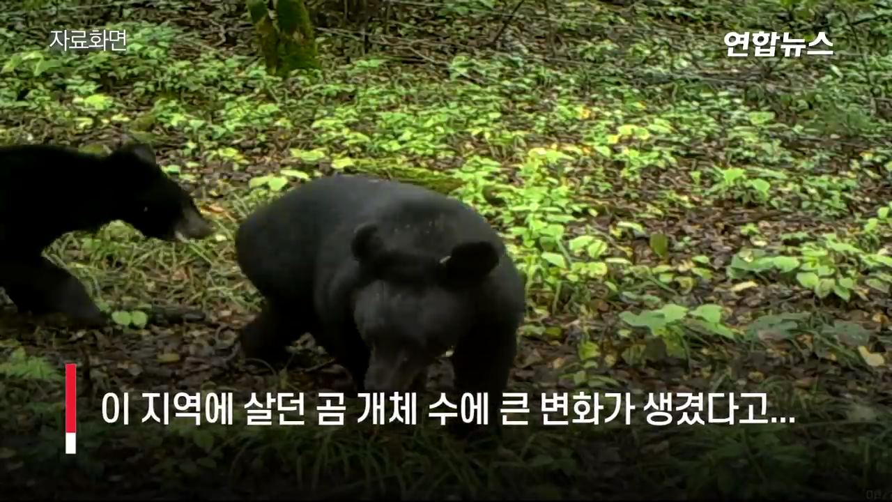 곰 잡아먹는 백두산 호랑이 출몰