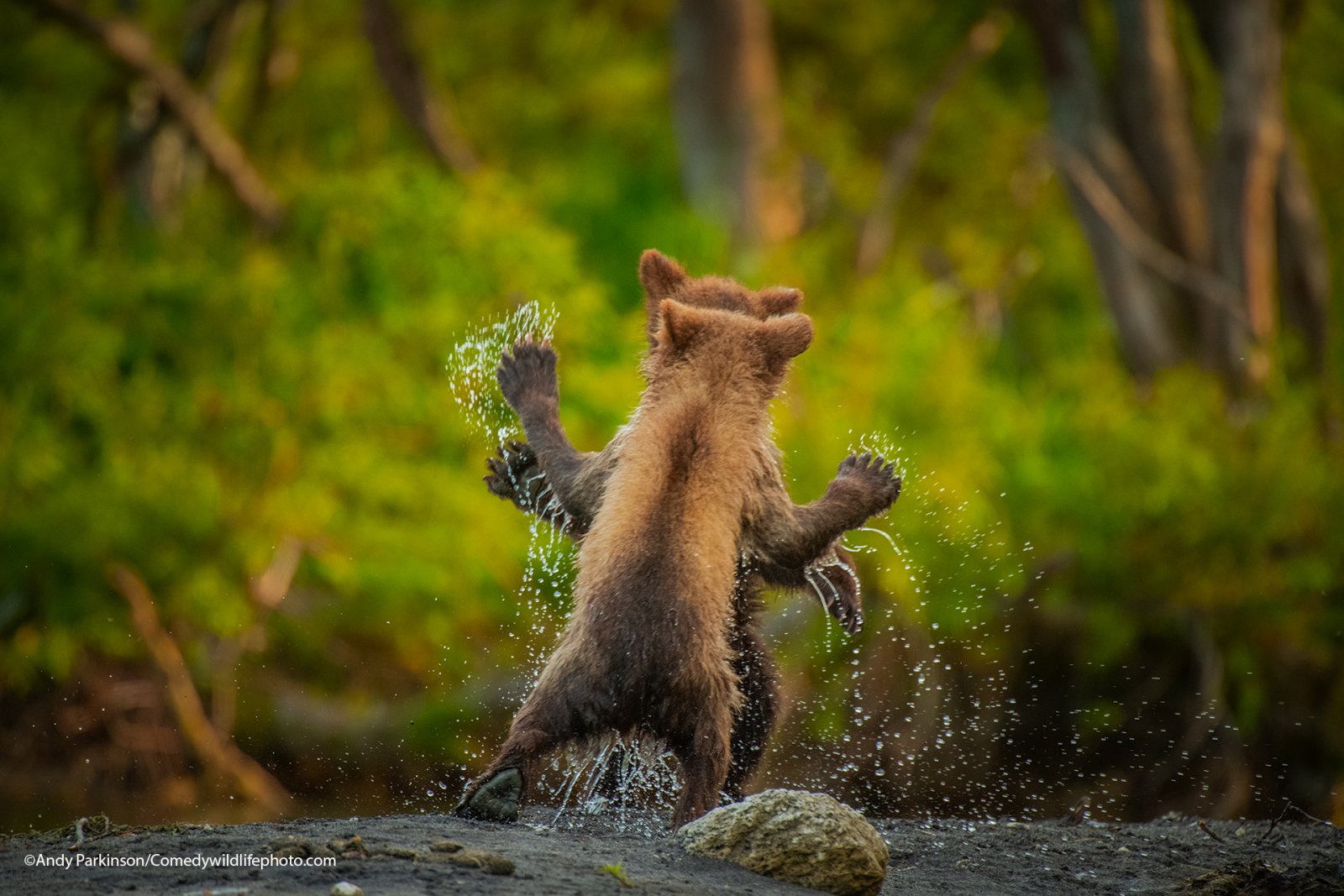 andy-parkinson_lets-dance.jpg