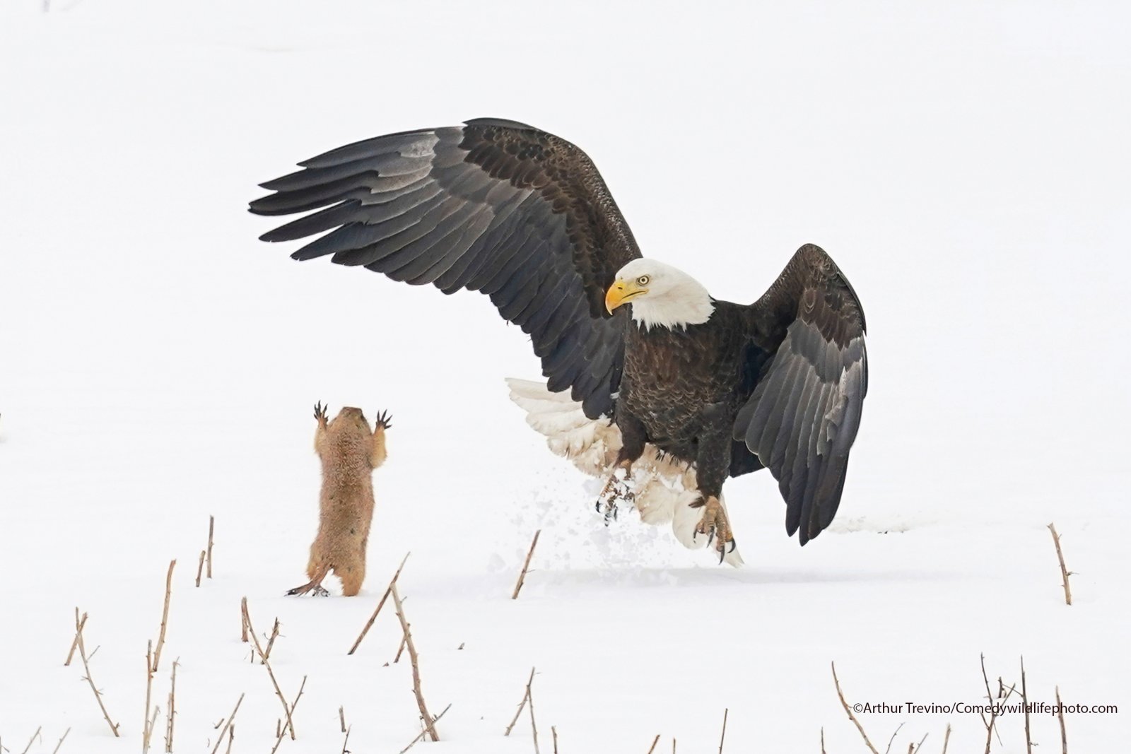 arthur-trevino_ninja_prairie_dog.jpg