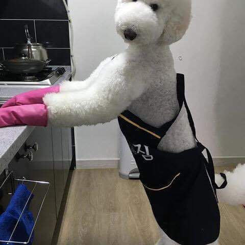 스탠다드 푸들의 위엄.jpg