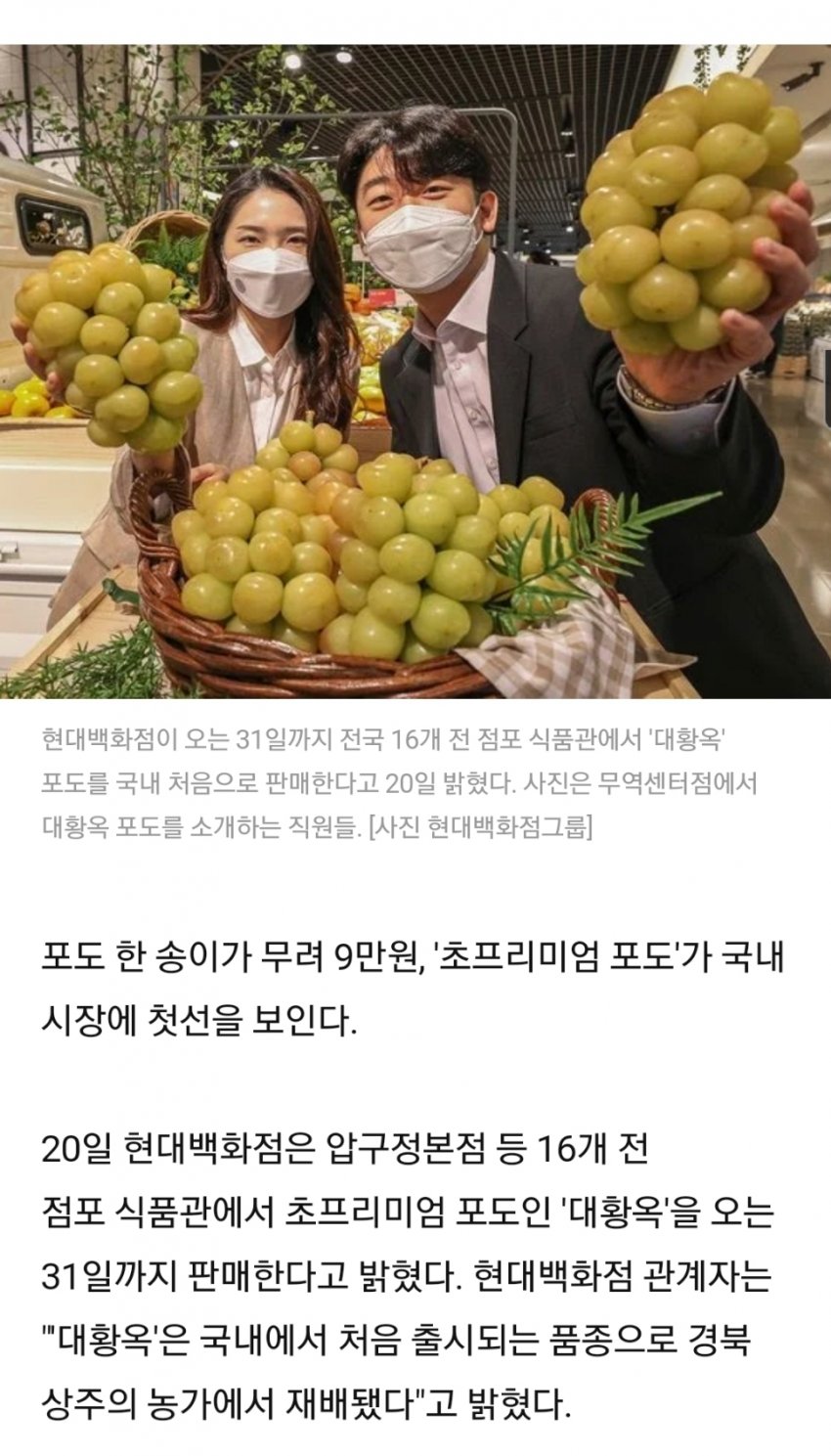 현재 일본에서 난리난 한국 포도 '대황옥'