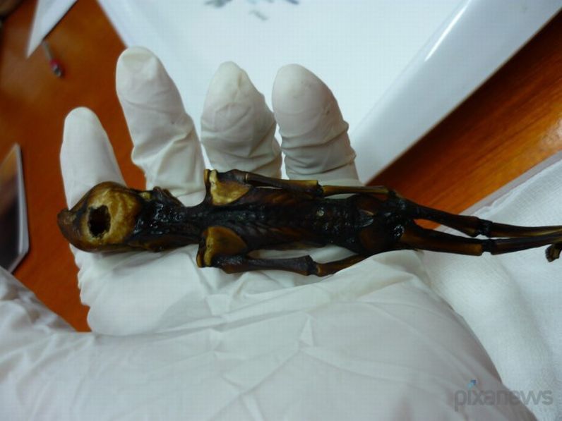 칠레에서 발견된 미스테리사체