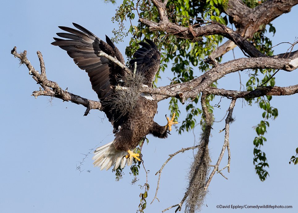 david-eppley_majestic-and-graceful-bald-eagle.jpg