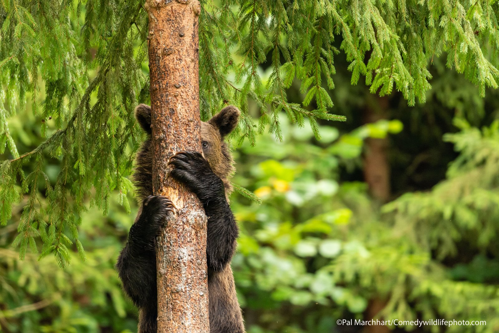 pal-marchhart_peek-a-boo.jpg