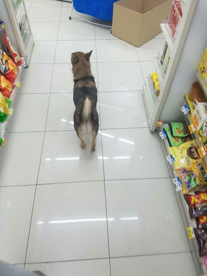 편의점에 찾아온 멍멍이