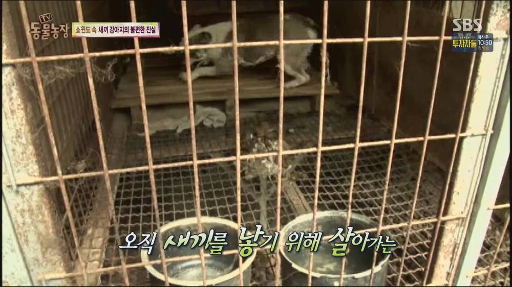 동물농장 강아지 공장의 실체 (스압)