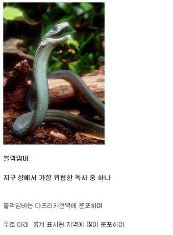 지구상에서 가장 위험한 독사 블랙 맘바
