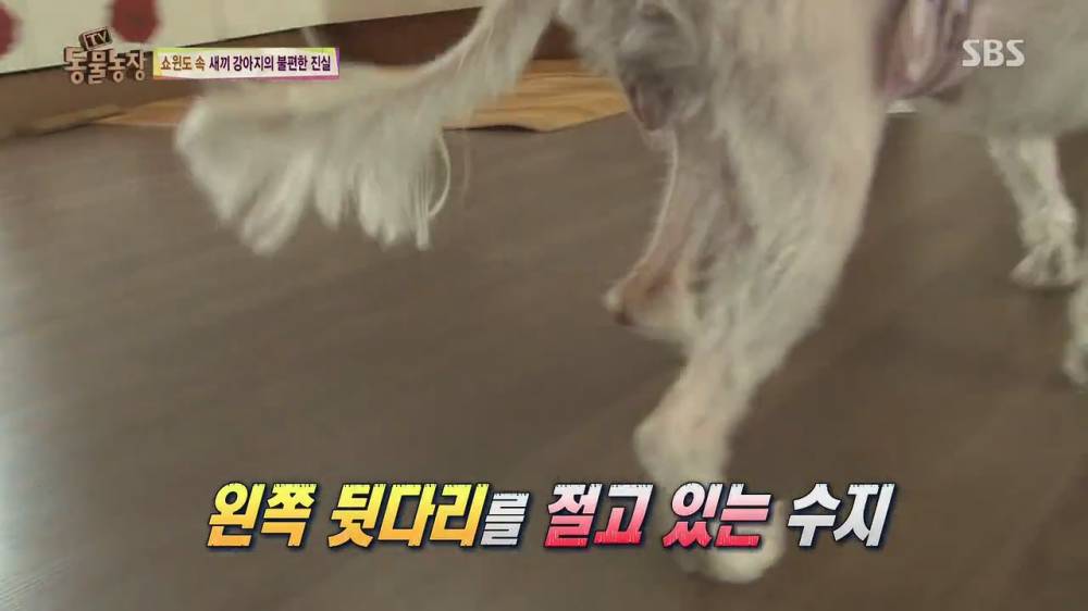 동물농장 강아지 공장의 실체 (스압)