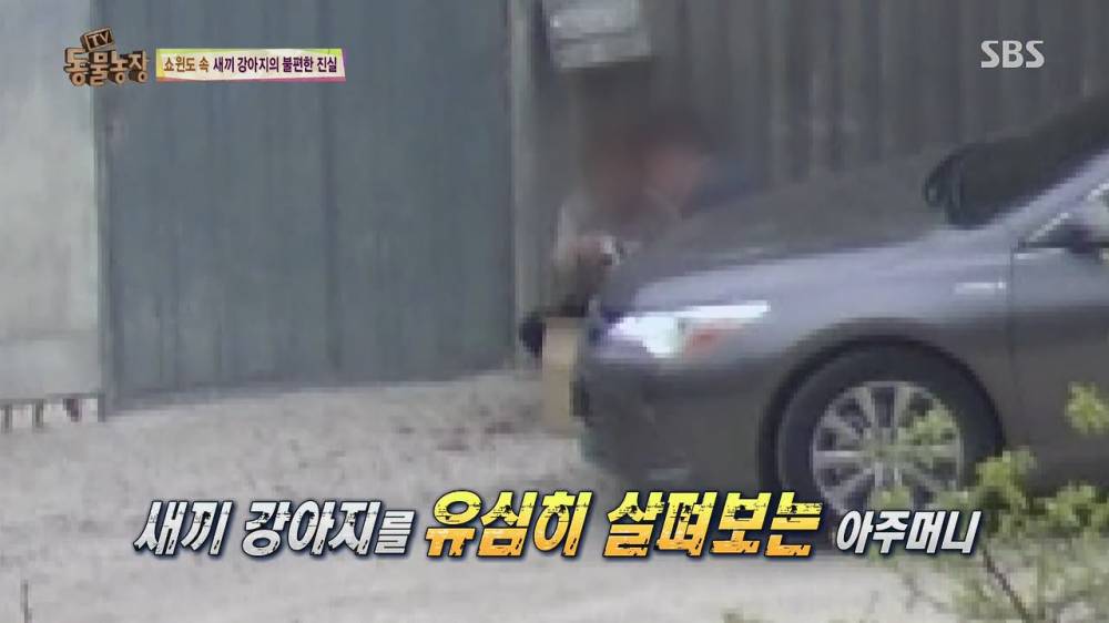 동물농장 강아지 공장의 실체 (스압)