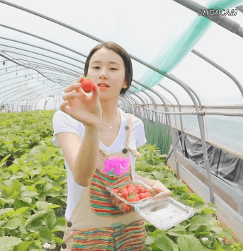 딸기따는 채영2