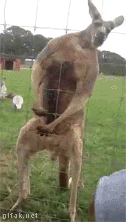 숫컷 성체 캥거루의 위엄