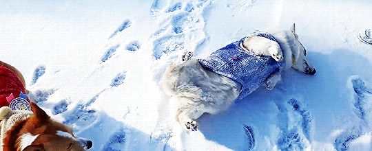 친구 썰매 태워주는 댕댕이