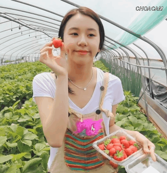 딸기따는 채영2