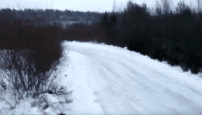 봉고르기니 무얼시를라고