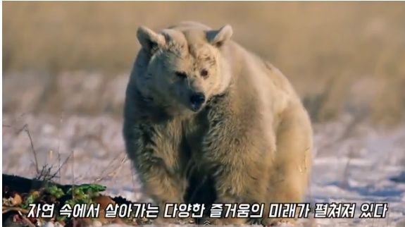 30년간 갇혀지내던 불곰이 야생으로 돌아가다