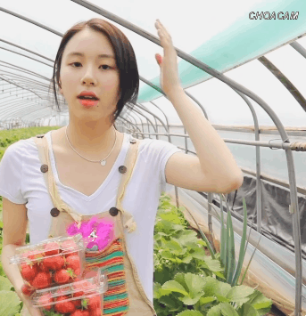 딸기따는 채영2