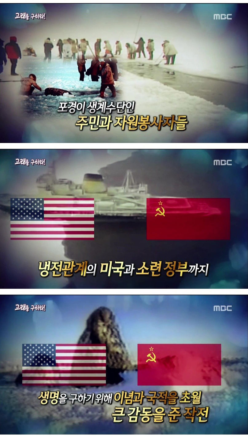 [스압]고래를 구하라!