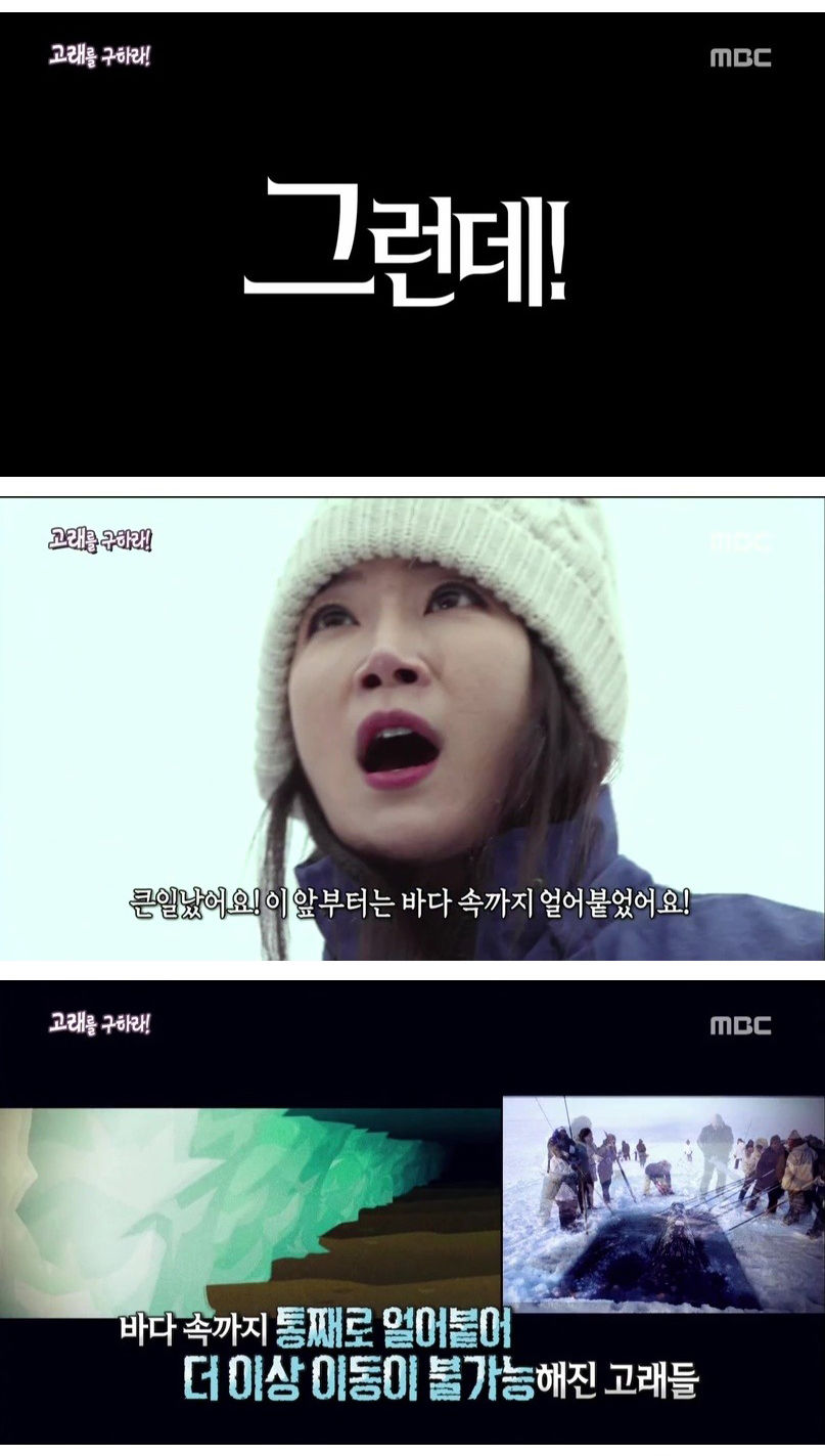 [스압]고래를 구하라!