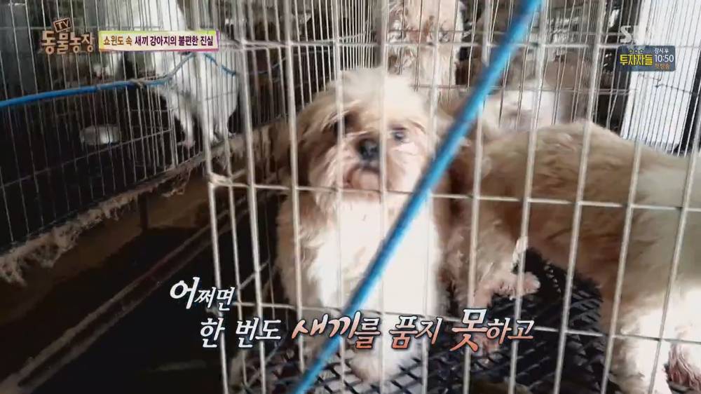 동물농장 강아지 공장의 실체 (스압)