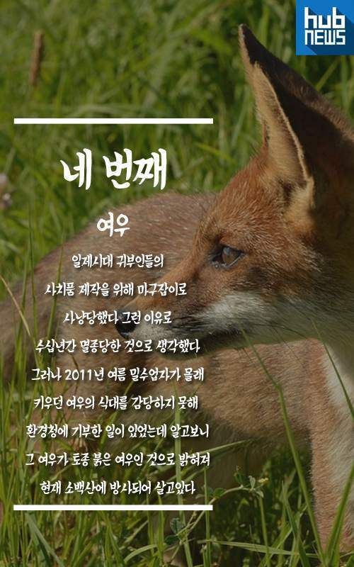 일제에 의해 사라진 우리나라 동물들