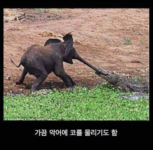 아기코끼리가 물 마시는법