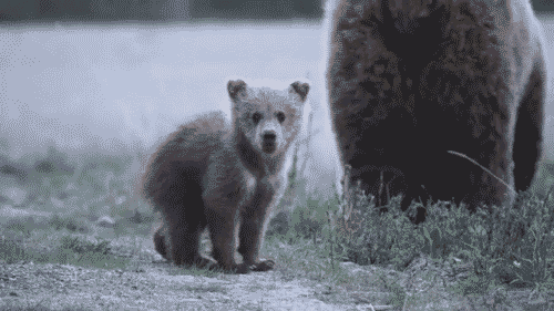 162530c2bca35990.gif