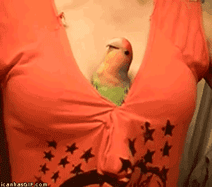 funniest-animal-gifs-parrot-chest_52bac41c2a6b228ef5025e0b.gif