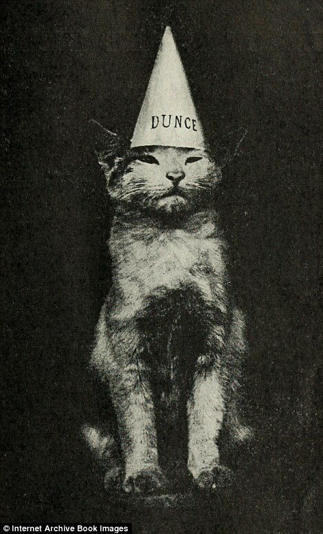 100년 전 고양이 사진