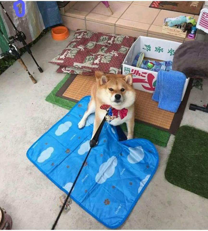 절대 끌려가지 않겠다